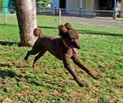 DogOnTheRun2 Kennel free dog boarding